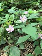 Image of Rubus sprengelii Weihe