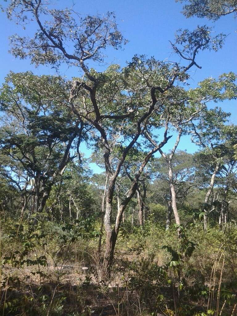 Plancia ëd Bobgunnia madagascariensis (Desv.) J. H. Kirkbr. & Wiersema