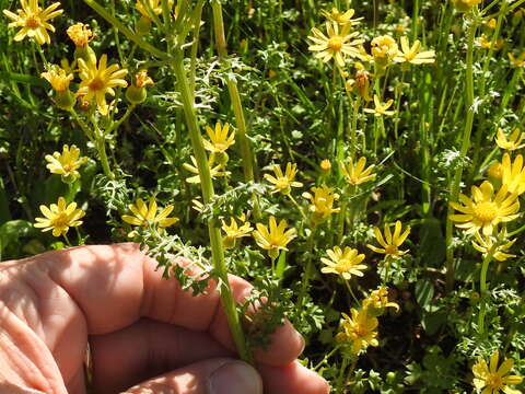 Image of Great Plains Groundsel