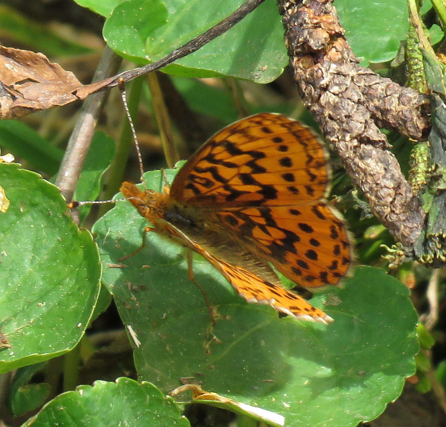 Image of Western Meadow Fritillary