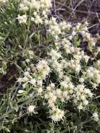 Image of Baccharis linearifolia (Lam.) Pers.