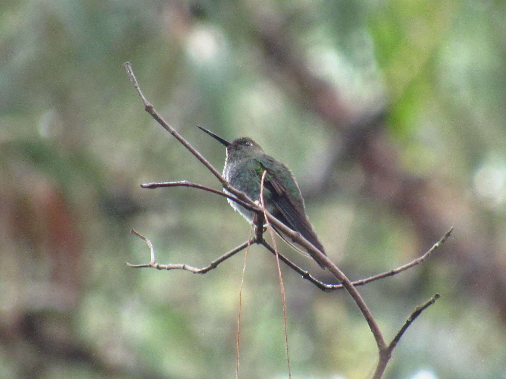 Image of pufflegs