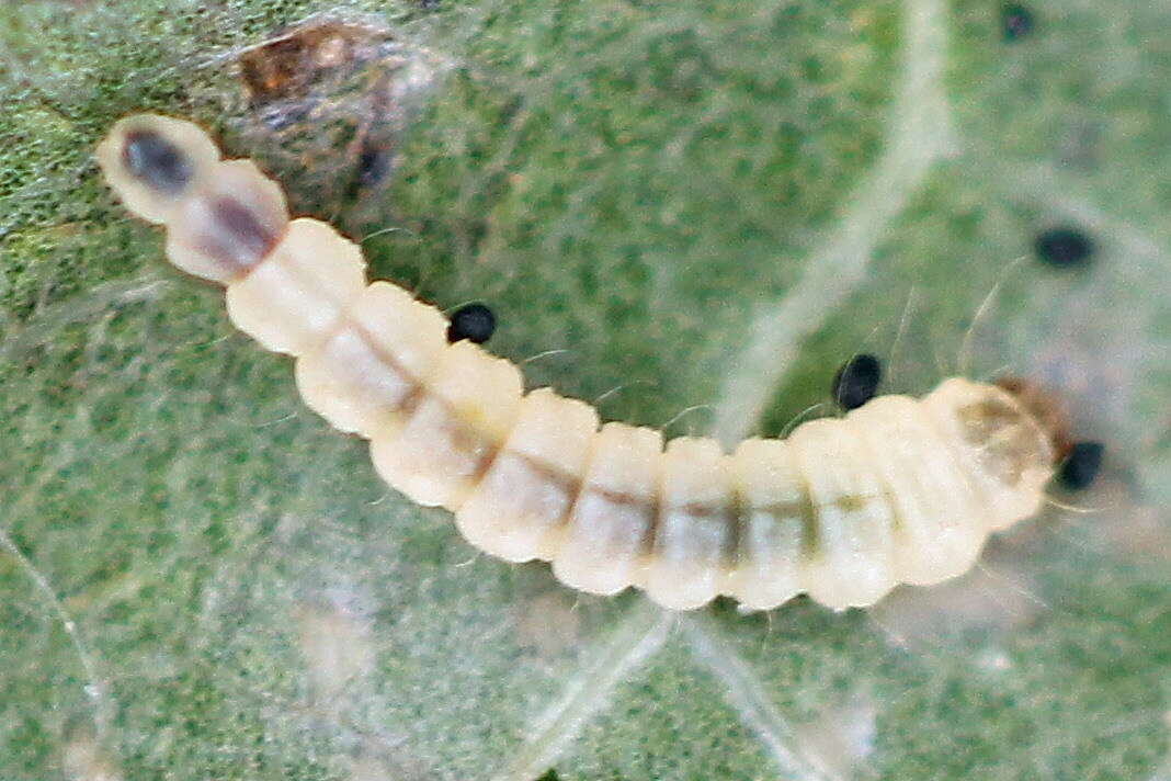 Plancia ëd Phyllonorycter klemannella (Fabricius 1781)