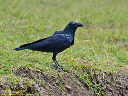 Imagem de <i>Corvus macrorhynchos culminatus</i>