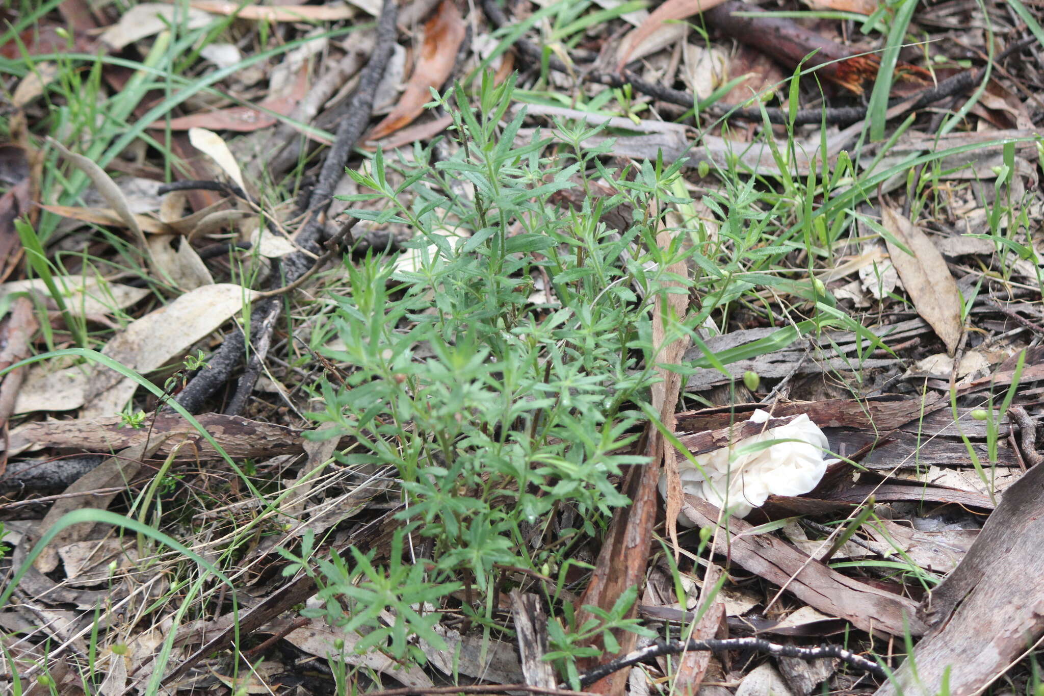 Image of Gonocarpus elatus (A. Cunn. ex Fenzl) Orchard