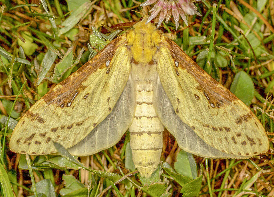 Image of Willow Ghost Moth
