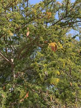 Image of Broad-pod albizia