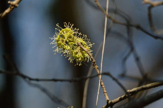 Pisonia zapallo Griseb.的圖片