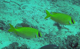 Image of Bluelined rabbitfish