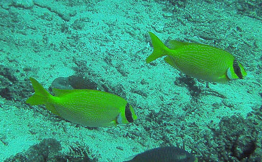 Image of Bluelined rabbitfish