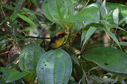 Image of Bolivian Brush Finch
