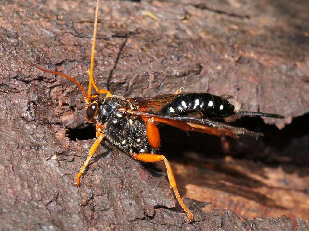 Sivun Echthromorpha intricatoria (Fabricius 1804) kuva