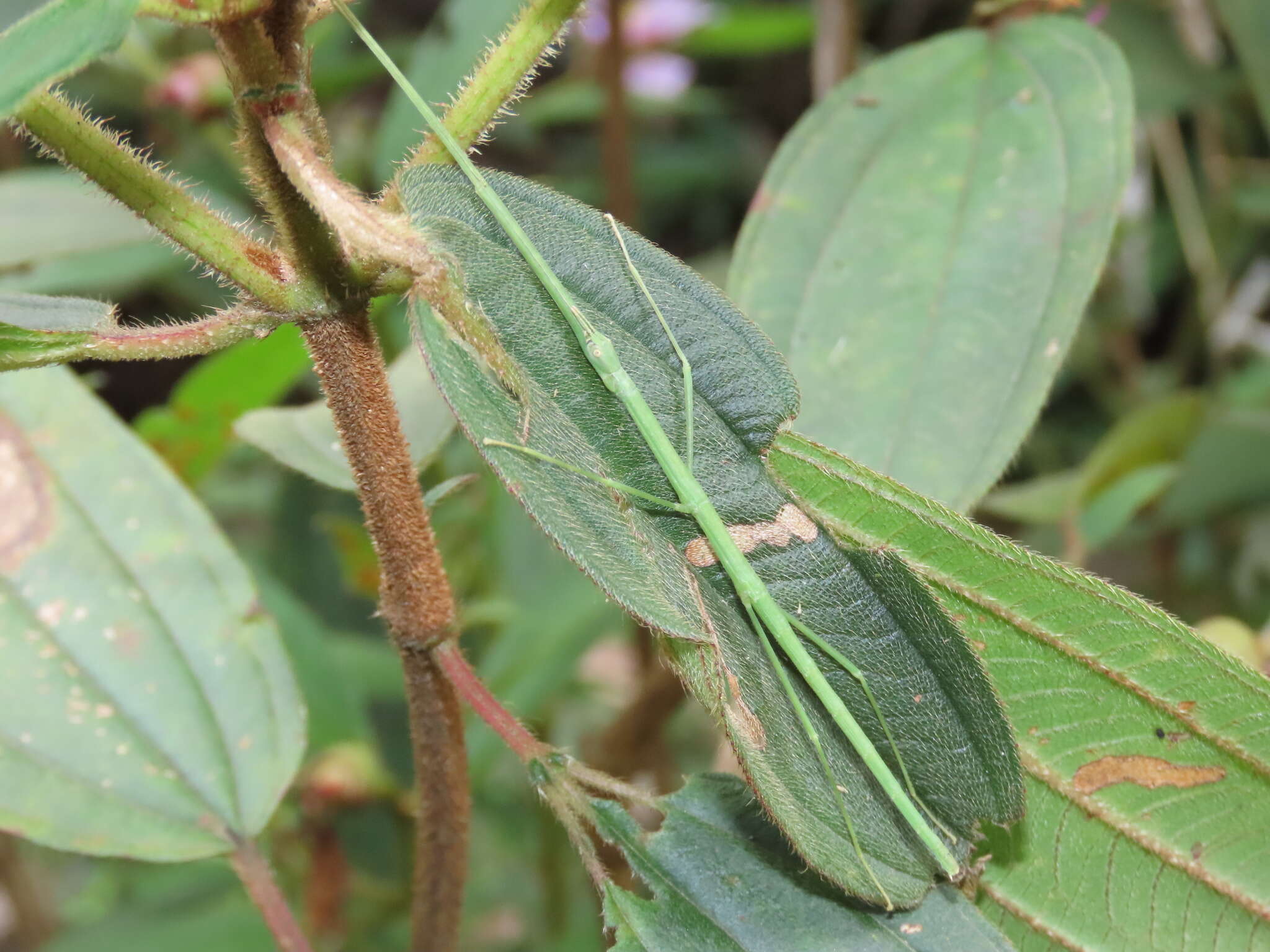 صورة Macellina souchongia (Westwood 1859)