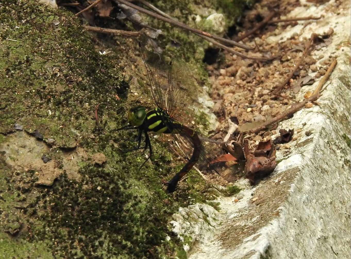 Image of Polycanthagyna erythromelas (McLachlan 1896)