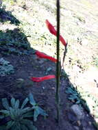 Image of Gladiolus watsonius Thunb.