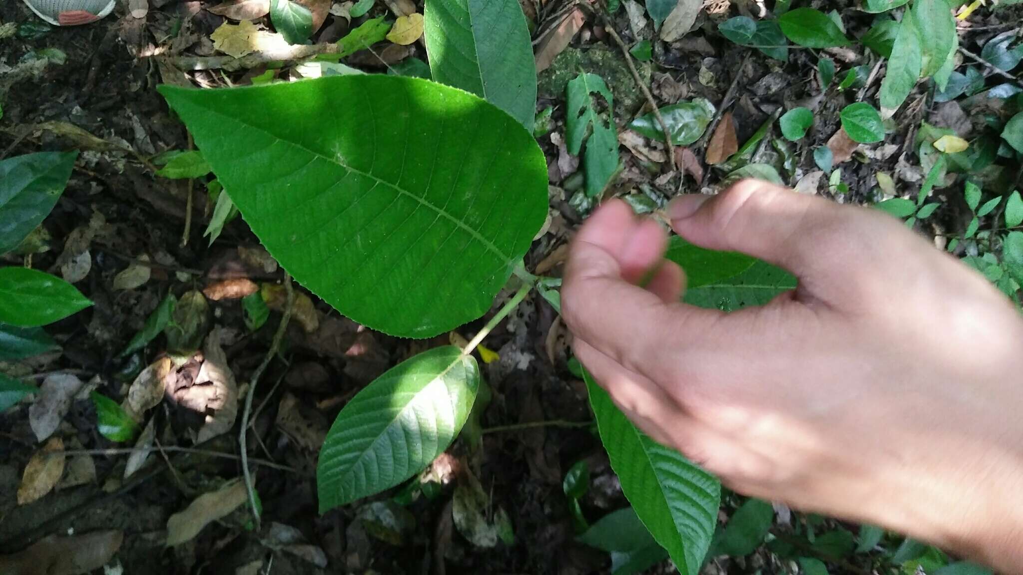 Image of Dendrocnide meyeniana (Walp.) Chew