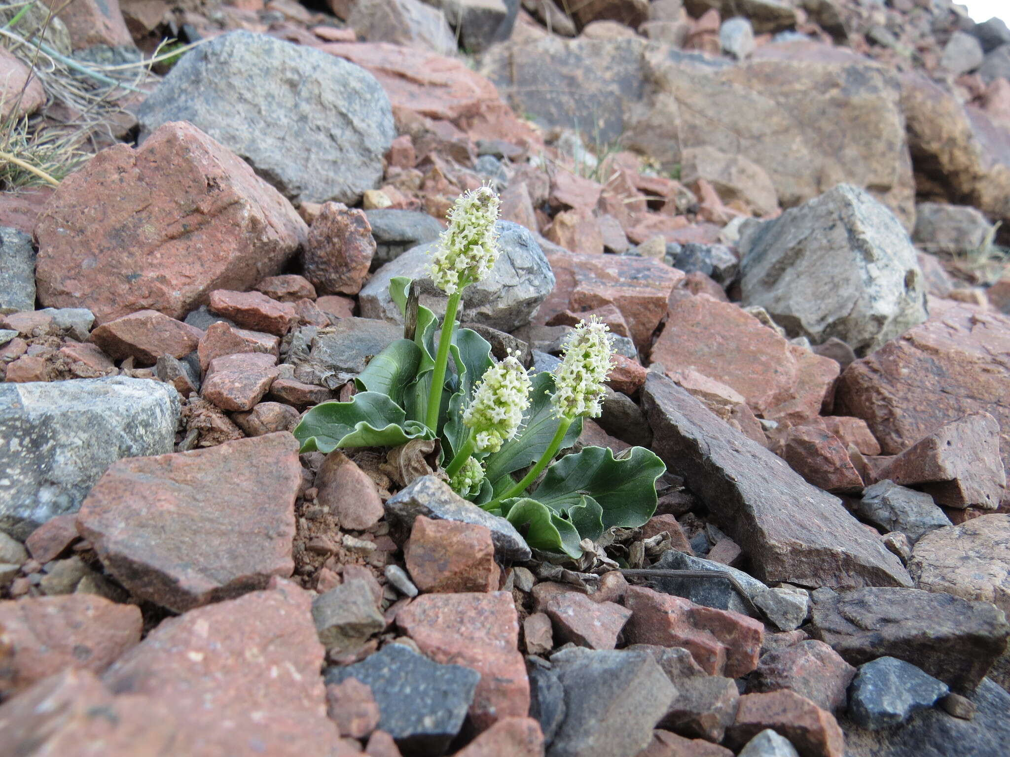 Image of Valeriana macrorhiza Poepp. ex DC.