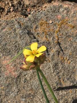 Image of Oxalis tortuosa Lindl.