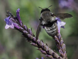 Megachile canescens (Brullé 1832) resmi