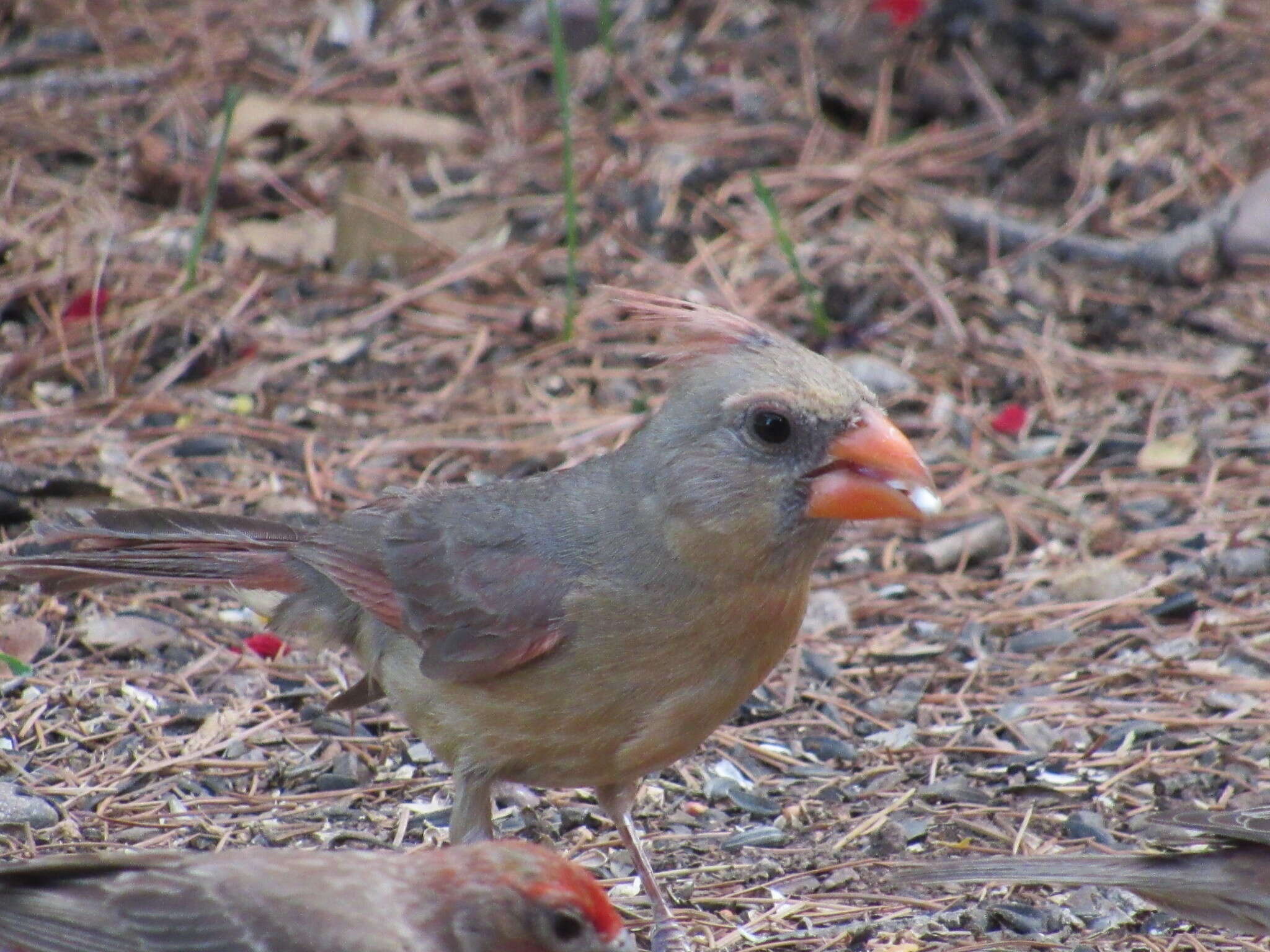 Imagem de Cardinalis cardinalis superbus Ridgway 1885