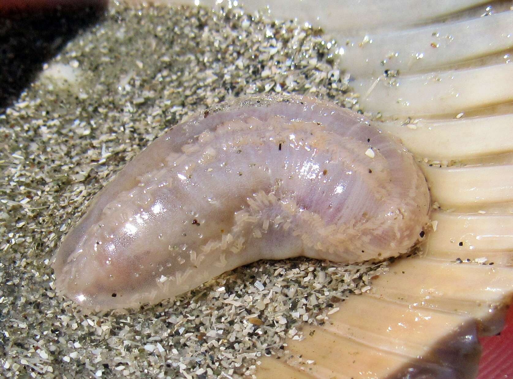 Image of splendid sea cucumber