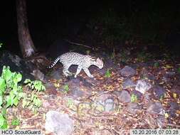 Image of Ocelot