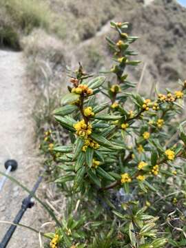 Image of Berberis nantoensis C. K. Schneid.