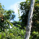 Image of Dendrobium tangerinum P. J. Cribb