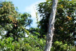 Dendrobium tangerinum P. J. Cribb resmi