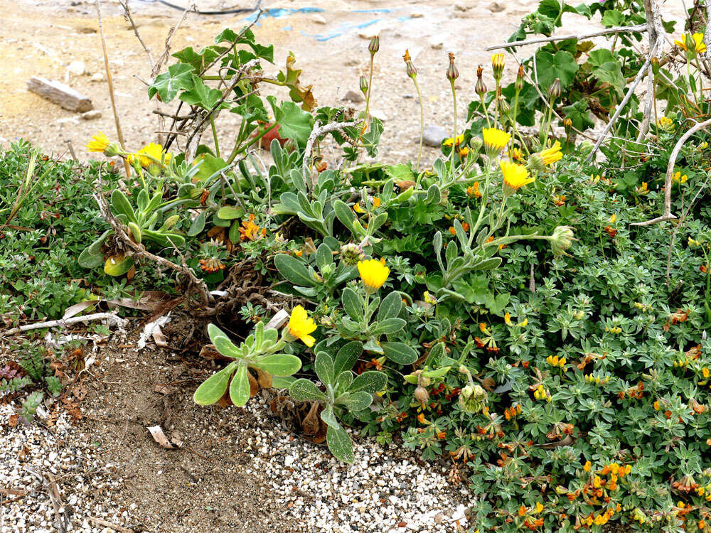 Image of Sea marigold