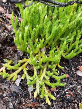 Image of Hair-Tip Ground-Pine