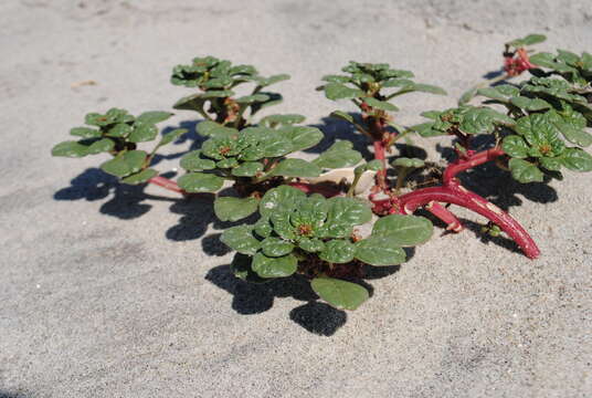 Imagem de Amaranthus pumilus Raf.