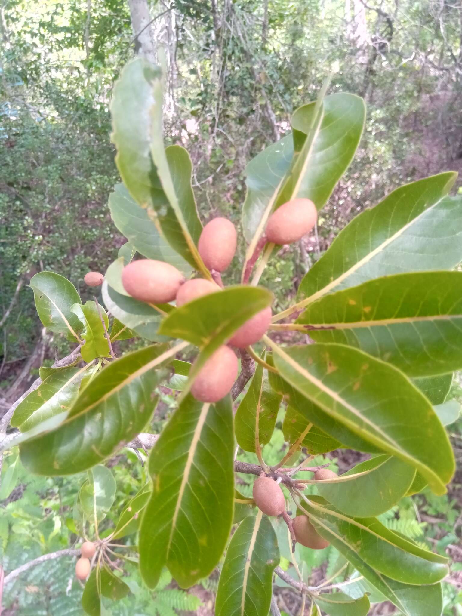 Terminalia calcicola H. Perrier的圖片