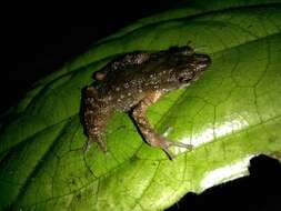 Image of Kadamaian Stream Toad