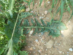 Image of Italian hawksbeard