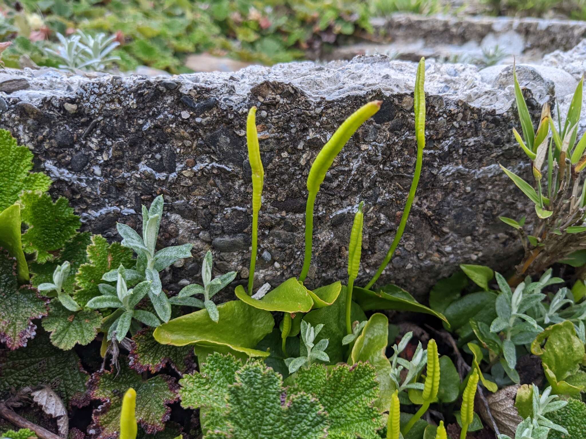 Image of Ophioglossum austroasiaticum Nishida