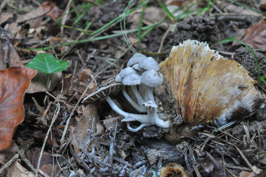 Asterophora parasitica (Bull.) Singer 1951 resmi