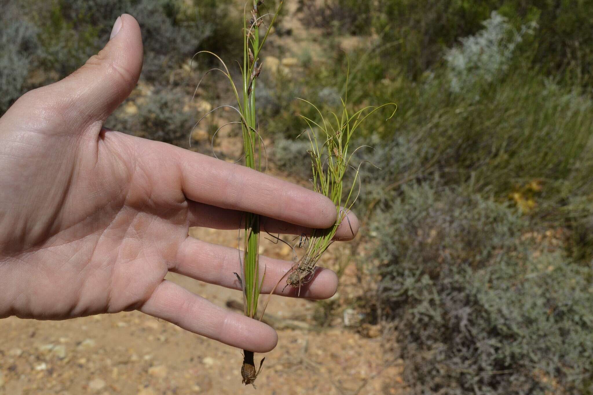 Image of Tetraria pygmaea Levyns