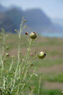 Scrophularia variegata M. Bieb. resmi