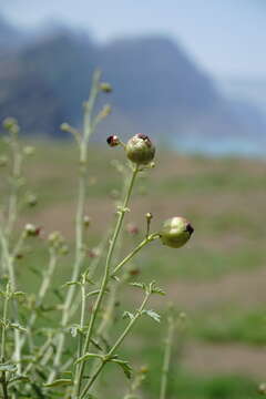 Image de Scrophularia variegata M. Bieb.