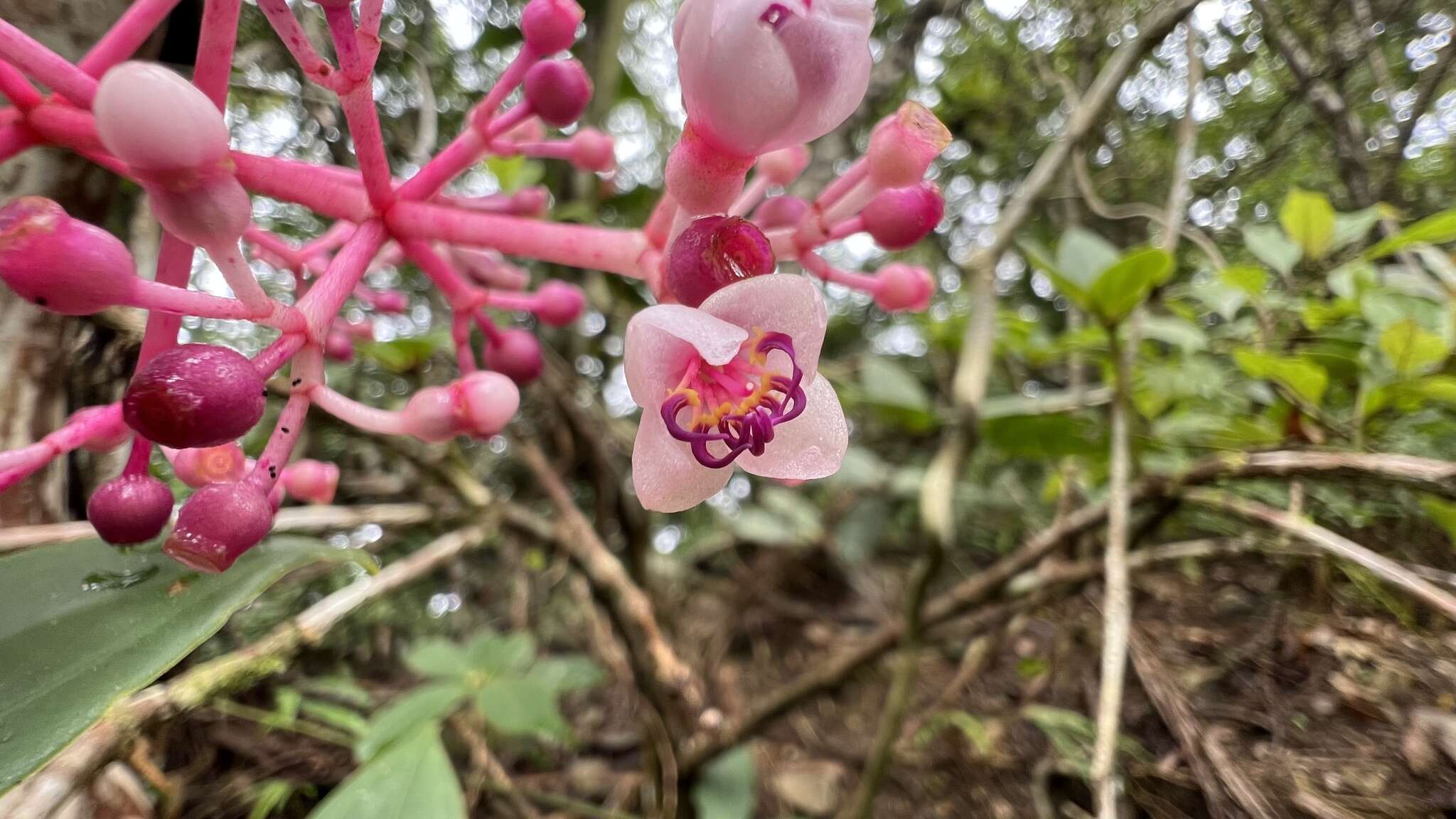 Слика од Medinilla formosana Hayata