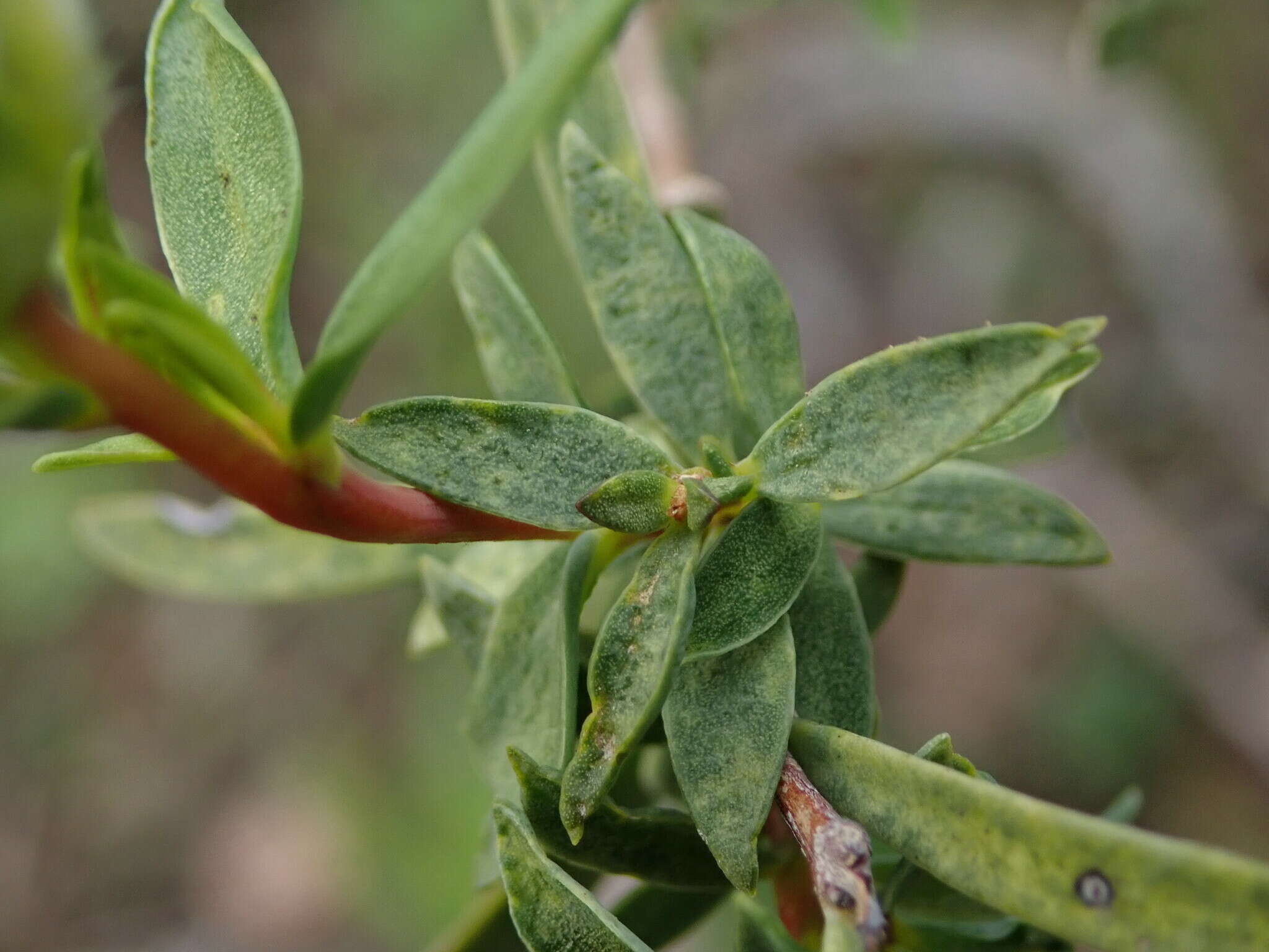 Image of Pimelea stricta Meissn.