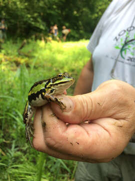 Image of Pool Frog