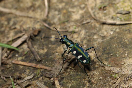 Image of Cicindela (Cosmodela) batesi Fleutiaux 1894