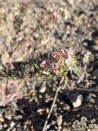 Image of Booth's evening primrose