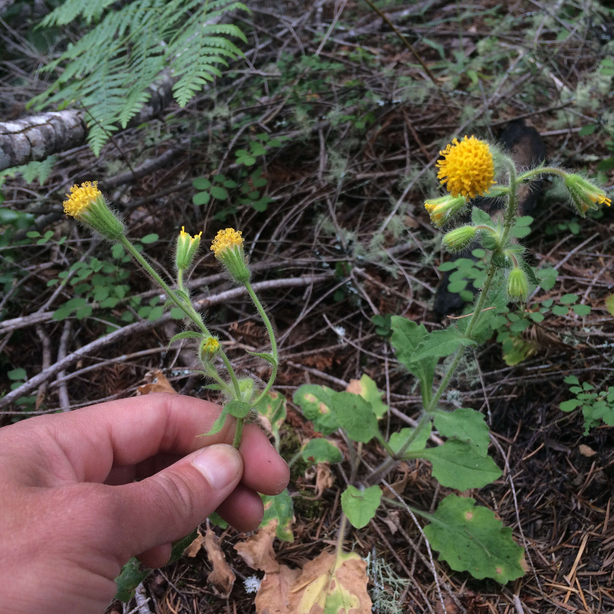 Image of rayless arnica