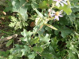 Image of eastern showy aster