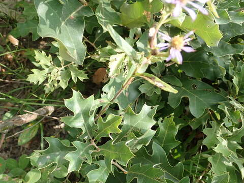 Image of eastern showy aster