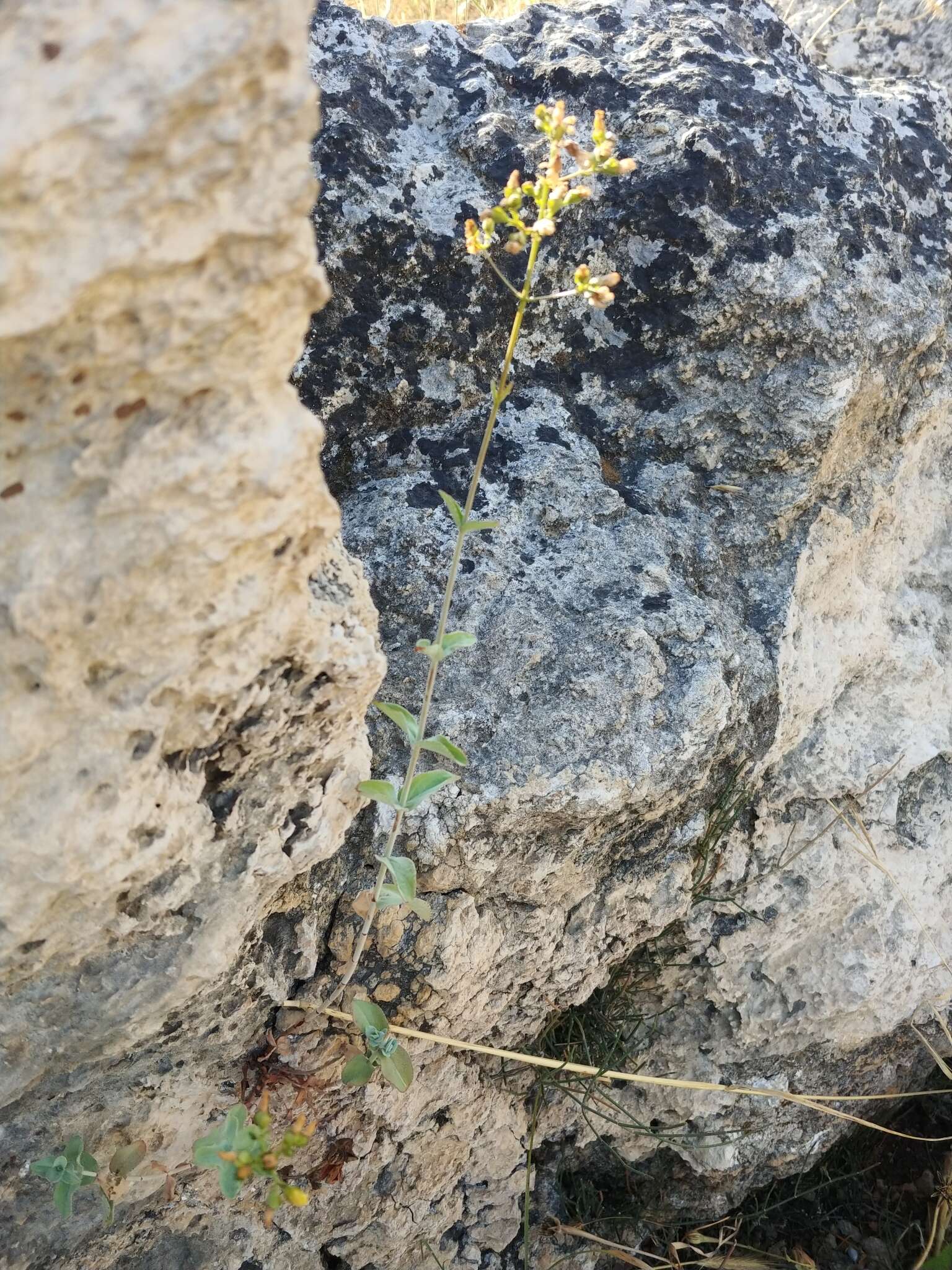 Image of Hypericum lanuginosum Lam.