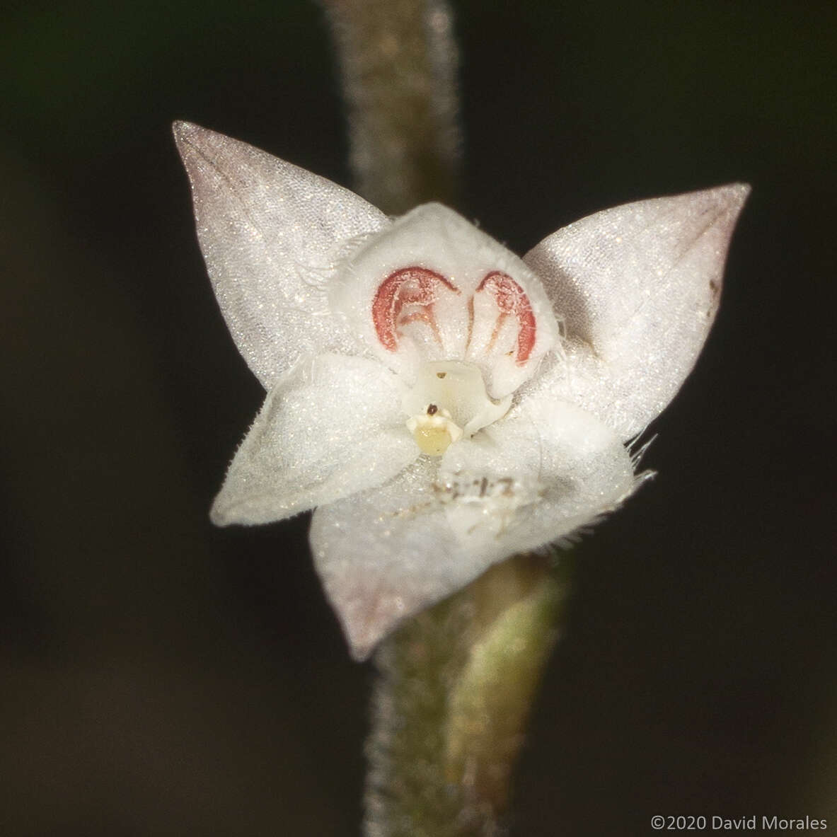 Imagem de Cranichis ciliilabia C. Schweinf.